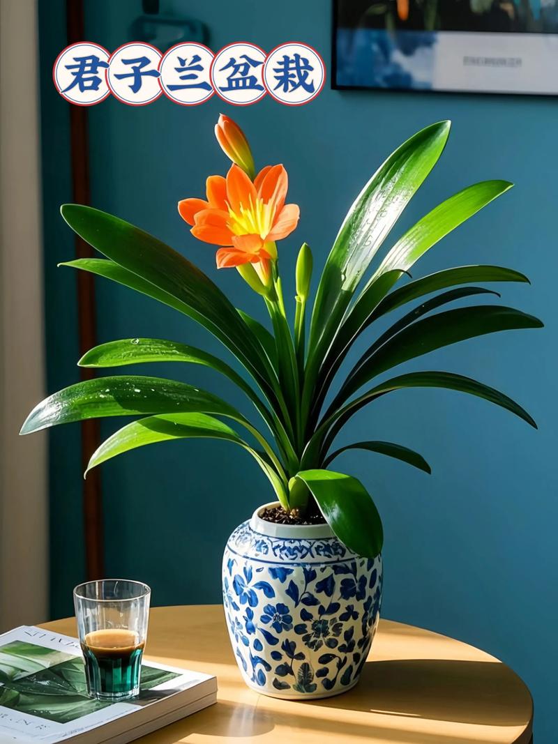 君子兰现在可以水培吗-第1张图片-吾爱花网 君子兰现在可以水培吗-第1张图片-吾爱花网