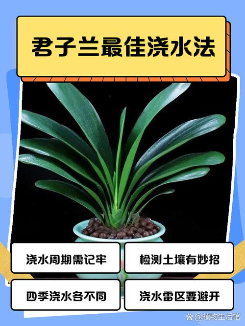 君子兰现在可以水培吗-第2张图片-吾爱花网 君子兰现在可以水培吗-第2张图片-吾爱花网