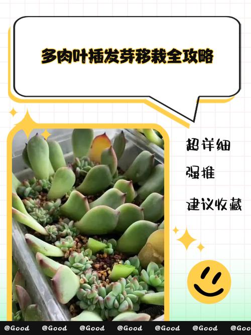 多肉新芽怎么移植才成活？-第1张图片-吾爱花网