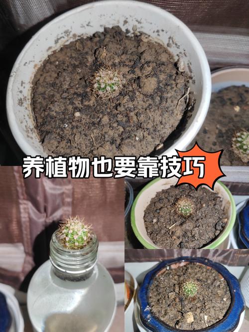 多肉新芽怎么移植才成活？-第2张图片-吾爱花网