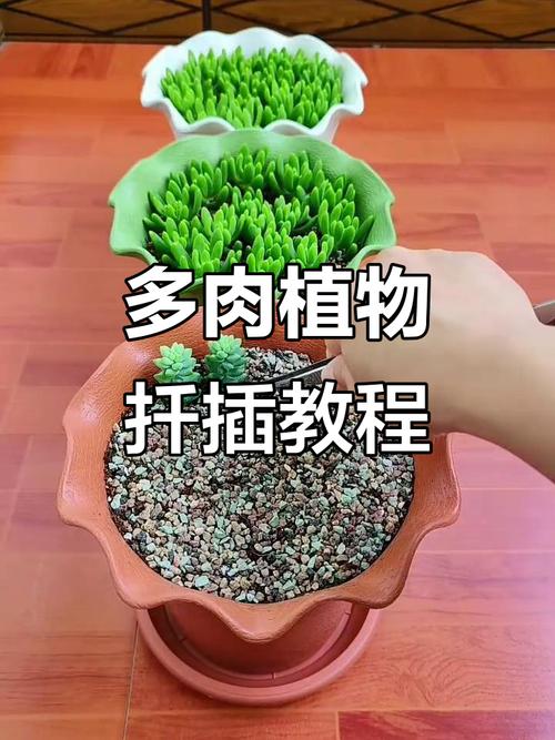 多肉新芽怎么移植才成活？-第3张图片-吾爱花网
