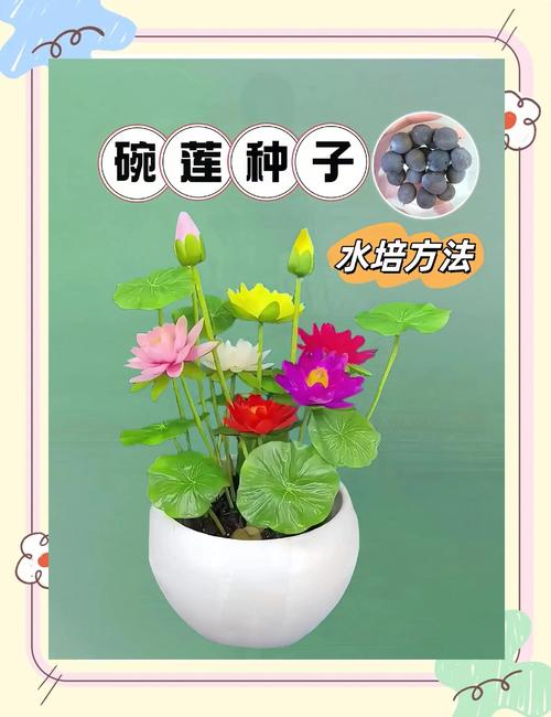 无土水培碗莲该用什么肥料？-第1张图片-吾爱花网