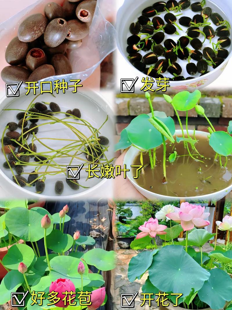 无土水培碗莲该用什么肥料？-第3张图片-吾爱花网