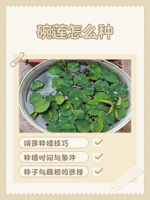 无土水培碗莲该用什么肥料？-第2张图片-吾爱花网