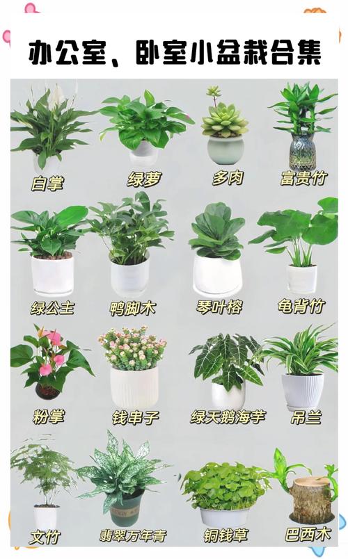 这些大盆栽都是什么品种？-第2张图片-吾爱花网