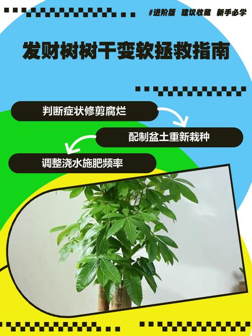 水培发财树树干变软烂了怎么办？-第1张图片-吾爱花网