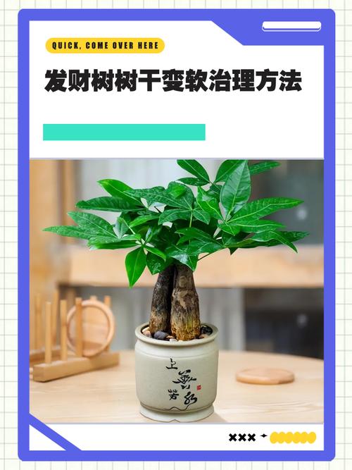 水培发财树树干变软烂了怎么办？-第2张图片-吾爱花网