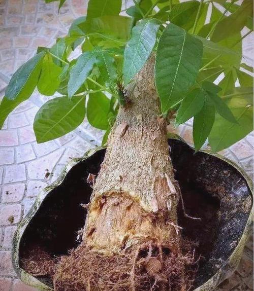 水培发财树树干变软烂了怎么办？-第3张图片-吾爱花网