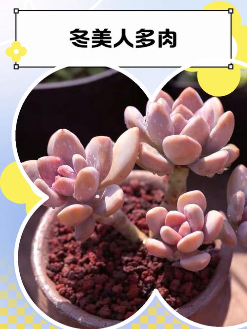 多肉夏季还是冬季更合适养护？-第1张图片-吾爱花网