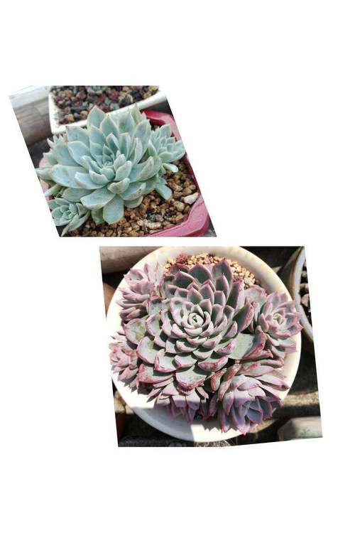 多肉夏季还是冬季更合适养护？-第2张图片-吾爱花网