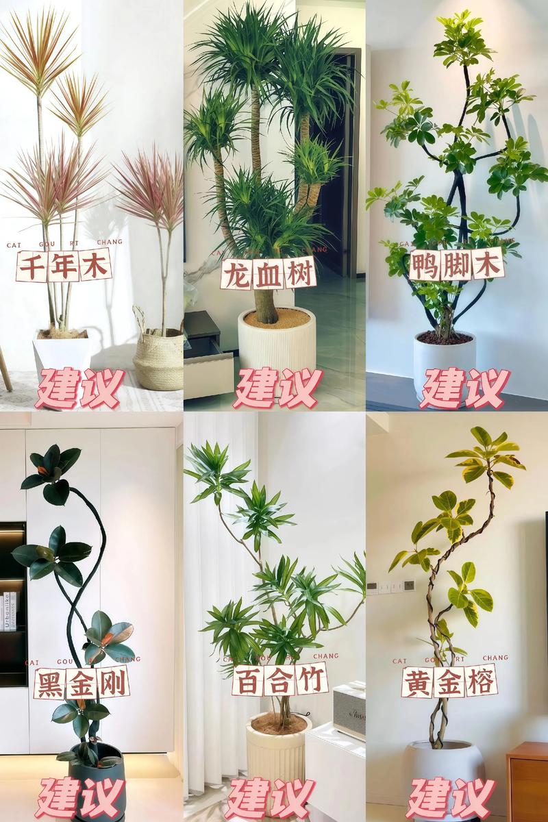 室内适合养哪些盆栽？-第1张图片-吾爱花网