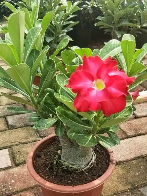 沙漠玫瑰多肉美图,如何养护出这般姿态?-第1张图片-吾爱花网 沙漠玫瑰多肉美图,如何养护出这般姿态?-第1张图片-吾爱花网