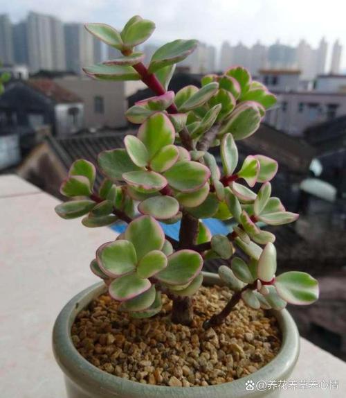 多肉雅乐之舞怎么插枝-第1张图片-吾爱花网