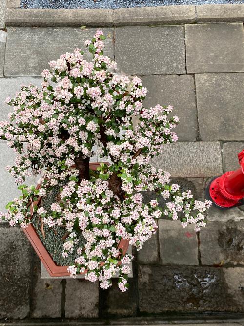 多肉雅乐之舞怎么插枝-第2张图片-吾爱花网