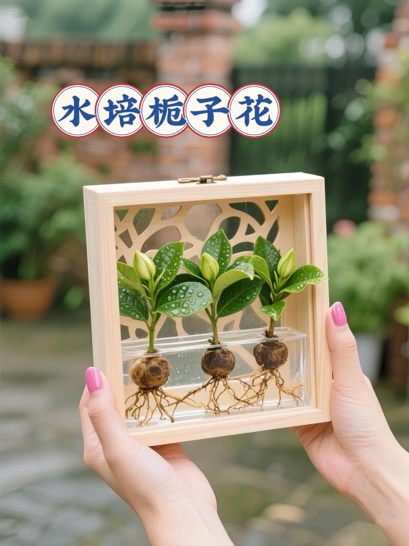 栀子花扦插可以水培吗-第1张图片-吾爱花网