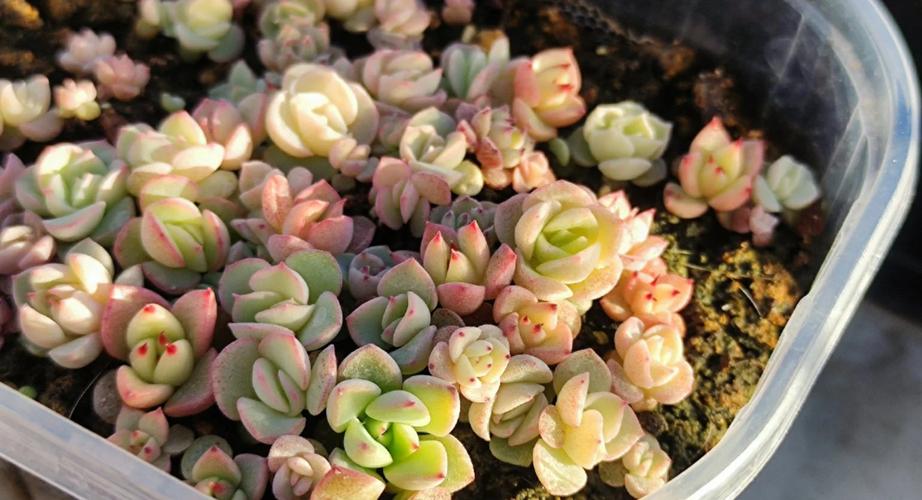 多肉植物适合用什么土壤生长？-第1张图片-吾爱花网