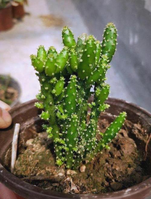 多肉摇钱树的图片大全-第1张图片-吾爱花网