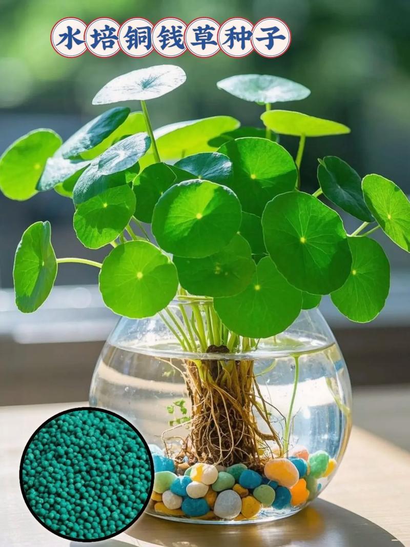 什么水培植物不会烂叶-第2张图片-吾爱花网 什么水培植物不会烂叶-第2张图片-吾爱花网