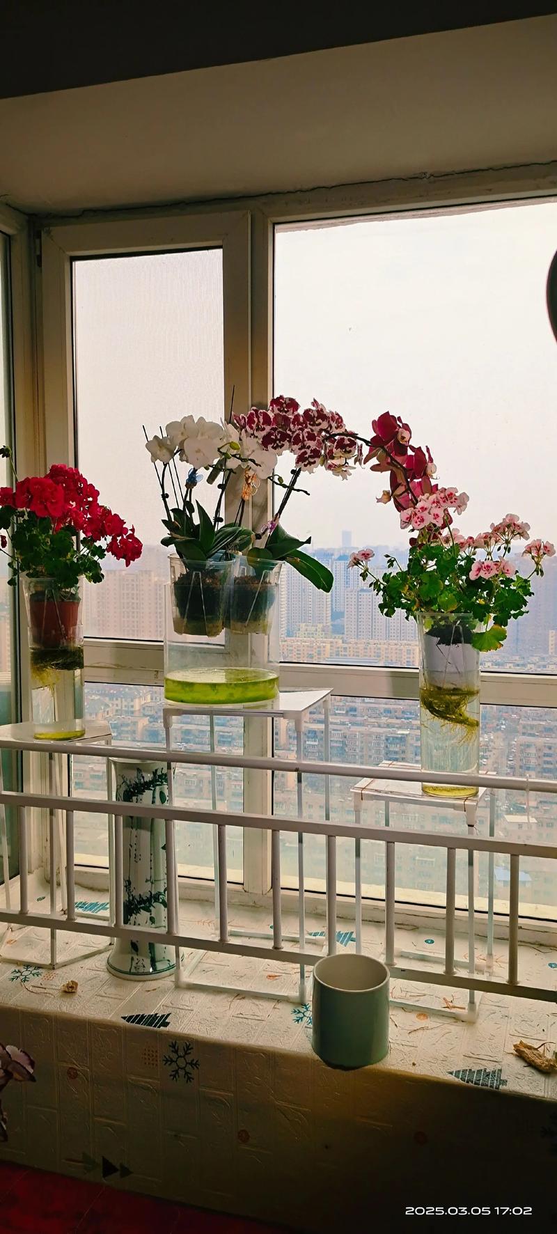 水培花卉能放鱼缸里吗?-第1张图片-吾爱花网 水培花卉能放鱼缸里吗?-第1张图片-吾爱花网