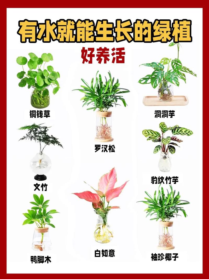 水培花卉能放鱼缸里吗？-第2张图片-吾爱花网
