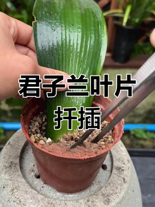 君子兰能水培扦插吗？-第1张图片-吾爱花网