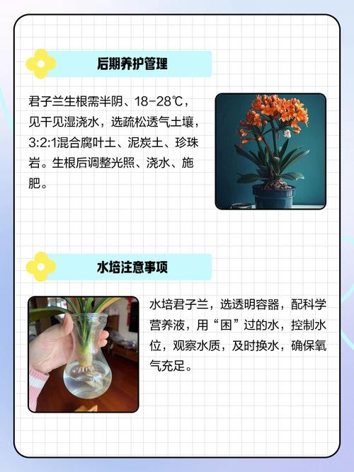 君子兰能水培扦插吗？-第2张图片-吾爱花网