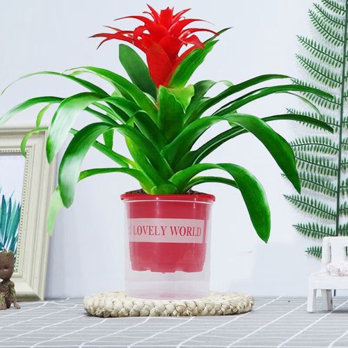 红星凤梨盆栽花有何吉祥寓意?-第1张图片-吾爱花网 红星凤梨盆栽花有何吉祥寓意?-第1张图片-吾爱花网