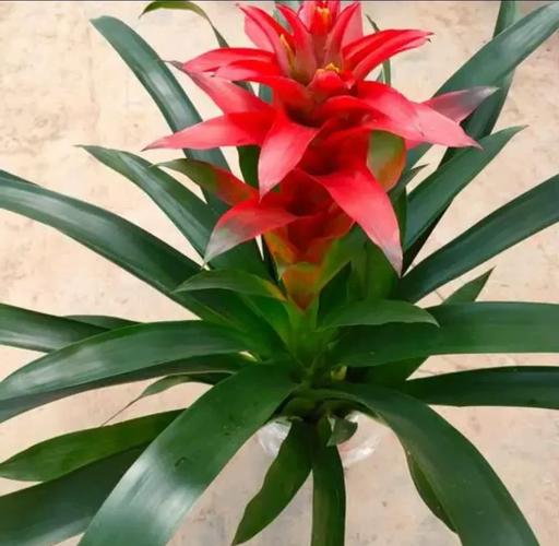 红星凤梨盆栽花有何吉祥寓意?-第2张图片-吾爱花网 红星凤梨盆栽花有何吉祥寓意?-第2张图片-吾爱花网