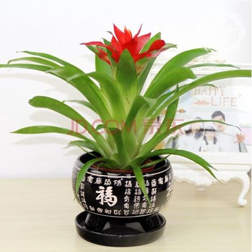 红星凤梨盆栽花有何吉祥寓意?-第3张图片-吾爱花网 红星凤梨盆栽花有何吉祥寓意?-第3张图片-吾爱花网