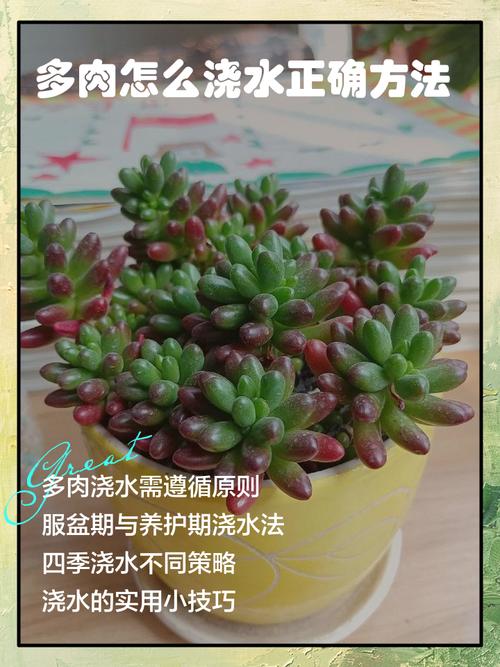 多肉浇水时间怎么记？-第3张图片-吾爱花网