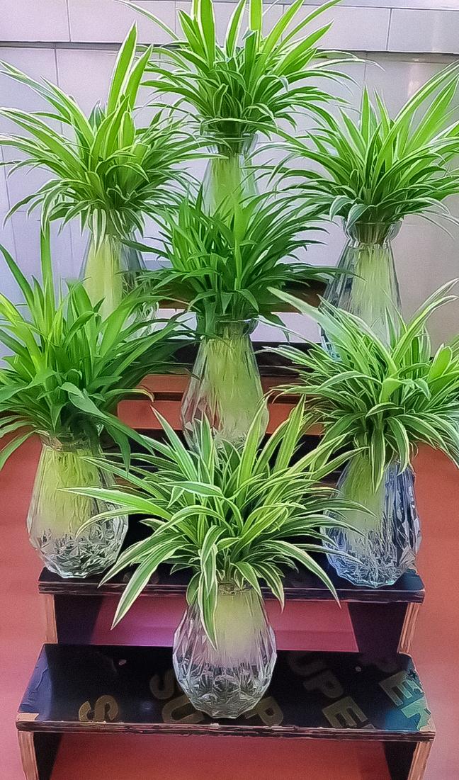 家里养水培吊兰可行吗?-第1张图片-吾爱花网 家里养水培吊兰可行吗?-第1张图片-吾爱花网