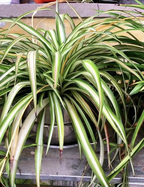 家里养水培吊兰可行吗?-第2张图片-吾爱花网 家里养水培吊兰可行吗?-第2张图片-吾爱花网