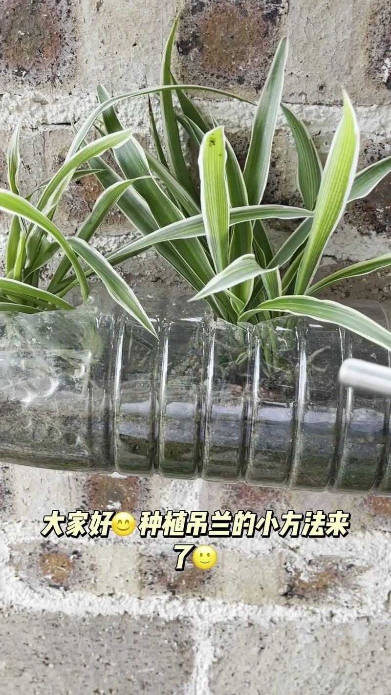 家里养水培吊兰可行吗?-第3张图片-吾爱花网 家里养水培吊兰可行吗?-第3张图片-吾爱花网