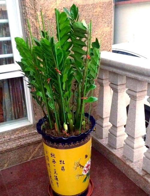 太阳下养盆栽，怎么让它更欢喜？-第1张图片-吾爱花网