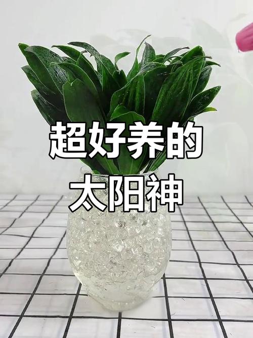 太阳下养盆栽，怎么让它更欢喜？-第2张图片-吾爱花网