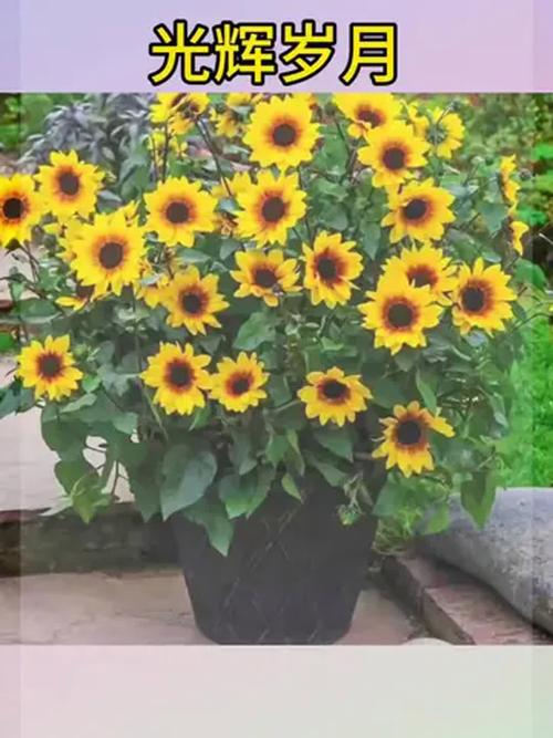 太阳下养盆栽，怎么让它更欢喜？-第3张图片-吾爱花网