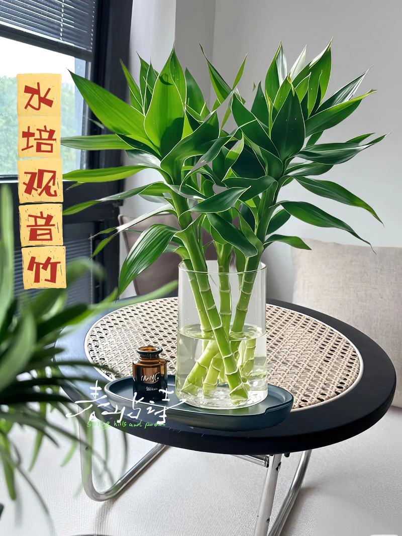 水培小盆栽有哪些好养又好看的品种？-第1张图片-吾爱花网