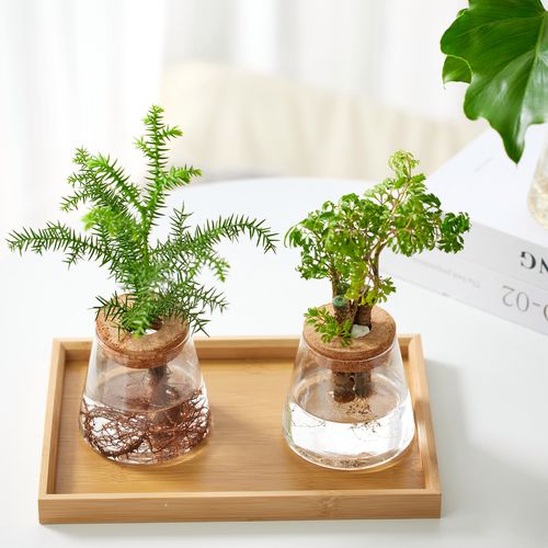 水培小盆栽有哪些好养又好看的品种？-第2张图片-吾爱花网