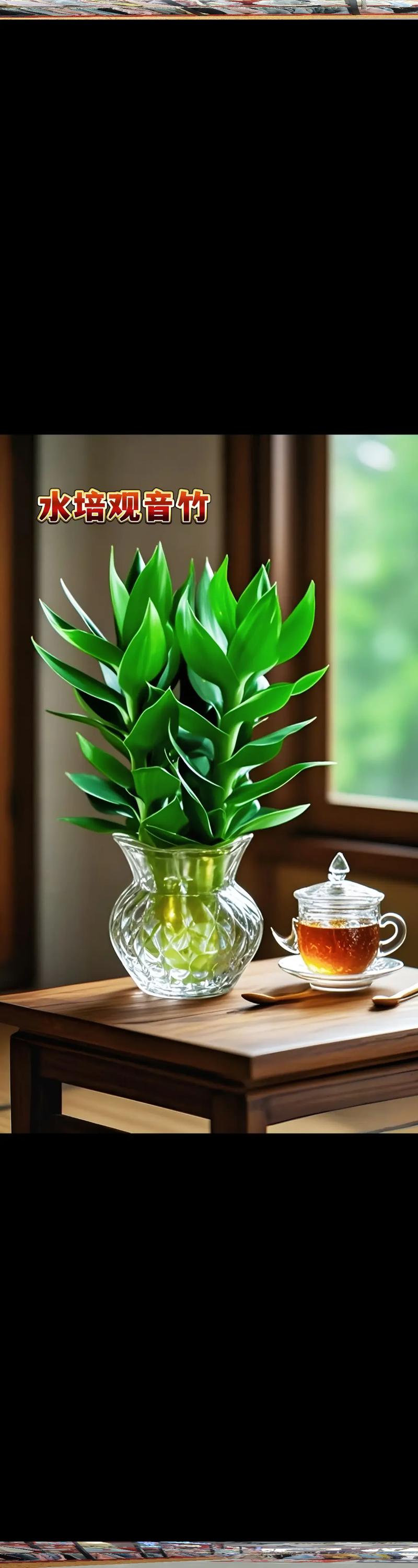 水培小盆栽有哪些好养又好看的品种？-第3张图片-吾爱花网