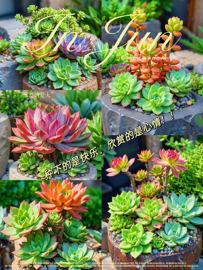 初恋多肉的花语究竟藏着哪些秘密?-第2张图片-吾爱花网 初恋多肉的花语究竟藏着哪些秘密?-第2张图片-吾爱花网