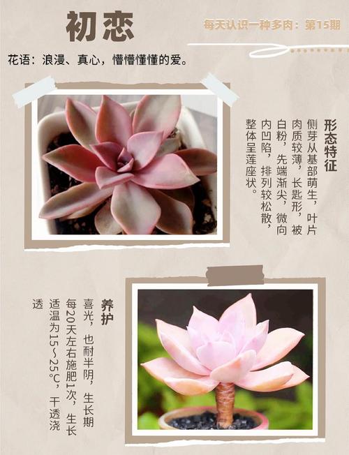 初恋多肉的花语究竟藏着哪些秘密?-第1张图片-吾爱花网 初恋多肉的花语究竟藏着哪些秘密?-第1张图片-吾爱花网