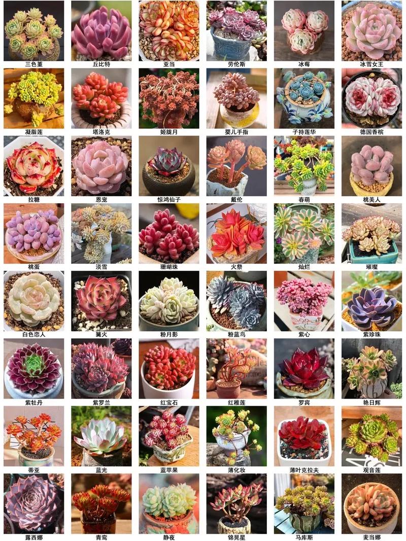 初恋多肉的花语究竟藏着哪些秘密?-第3张图片-吾爱花网 初恋多肉的花语究竟藏着哪些秘密?-第3张图片-吾爱花网