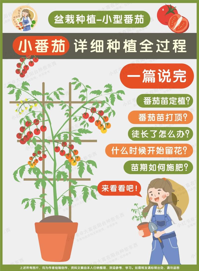 盆栽小番茄树怎么种才高产？-第1张图片-吾爱花网