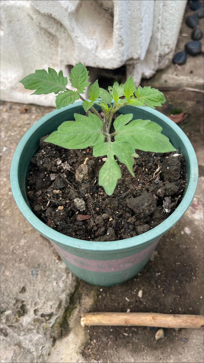 盆栽小番茄树怎么种才高产？-第2张图片-吾爱花网