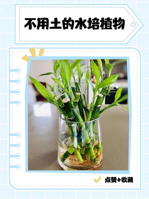 水培植物不用土能活吗?-第1张图片-吾爱花网 水培植物不用土能活吗?-第1张图片-吾爱花网