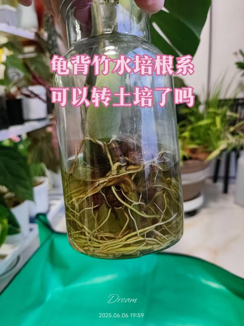水培植物不用土能活吗?-第3张图片-吾爱花网 水培植物不用土能活吗?-第3张图片-吾爱花网
