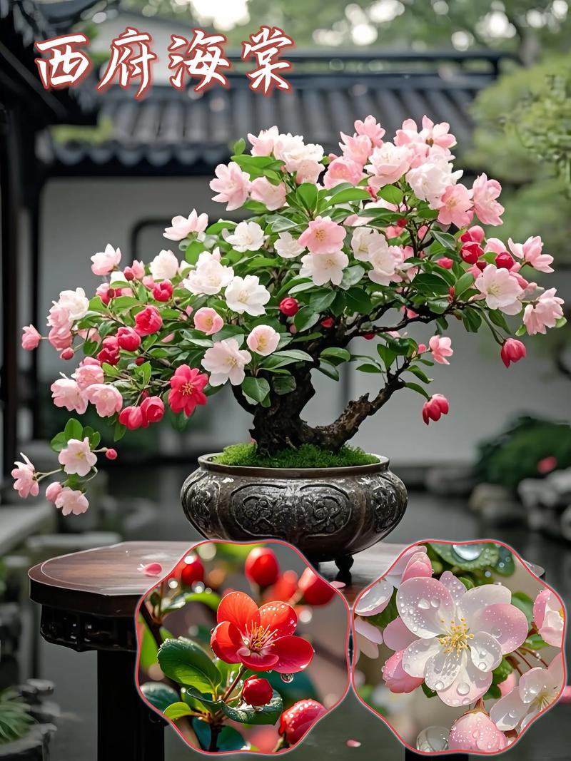 盆栽西府海棠浇水怎么浇才合适？-第3张图片-吾爱花网