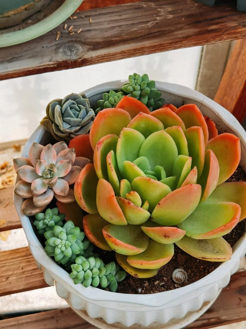 多肉品种怎么选？养护技巧有哪些？-第1张图片-吾爱花网