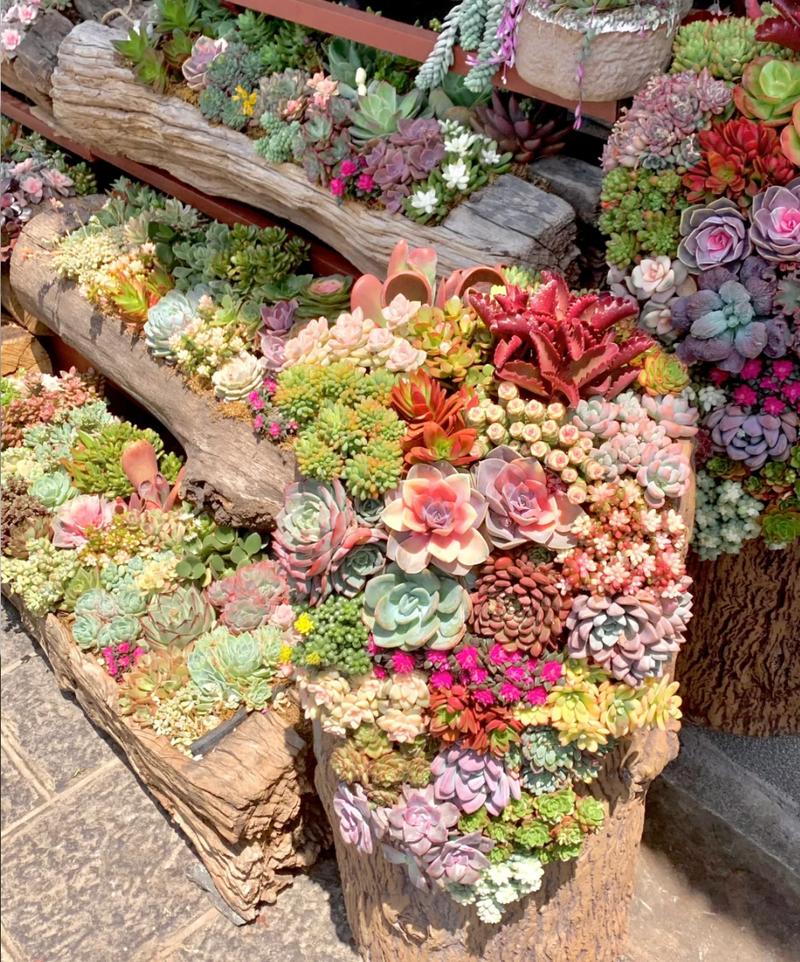 多肉品种怎么选？养护技巧有哪些？-第3张图片-吾爱花网