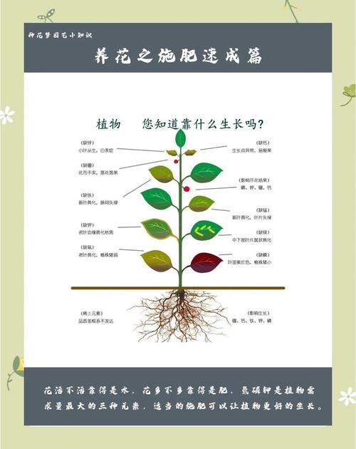 盆栽植物施肥方法有哪些?-第1张图片-吾爱花网 盆栽植物施肥方法有哪些?-第1张图片-吾爱花网